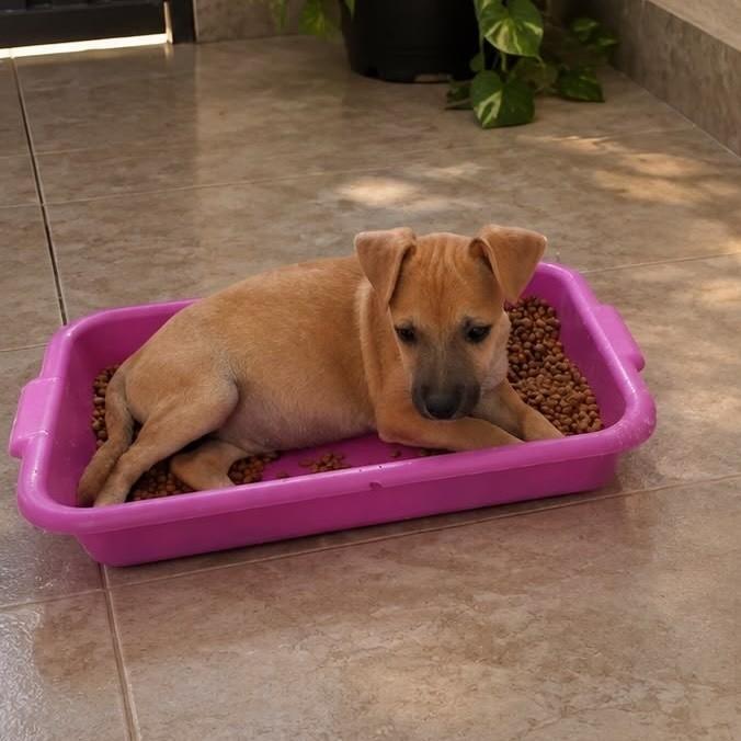 Pipito, cachorro de porte médio para adoção em Vitória - ES