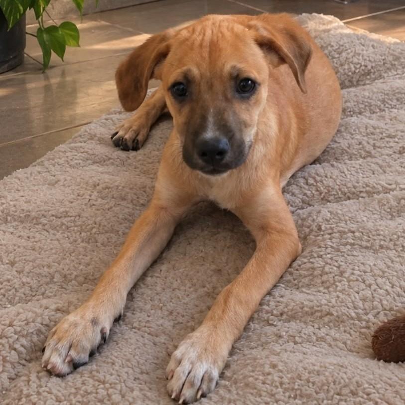Fioti, cachorro de porte médio para adoção em Vitória - ES