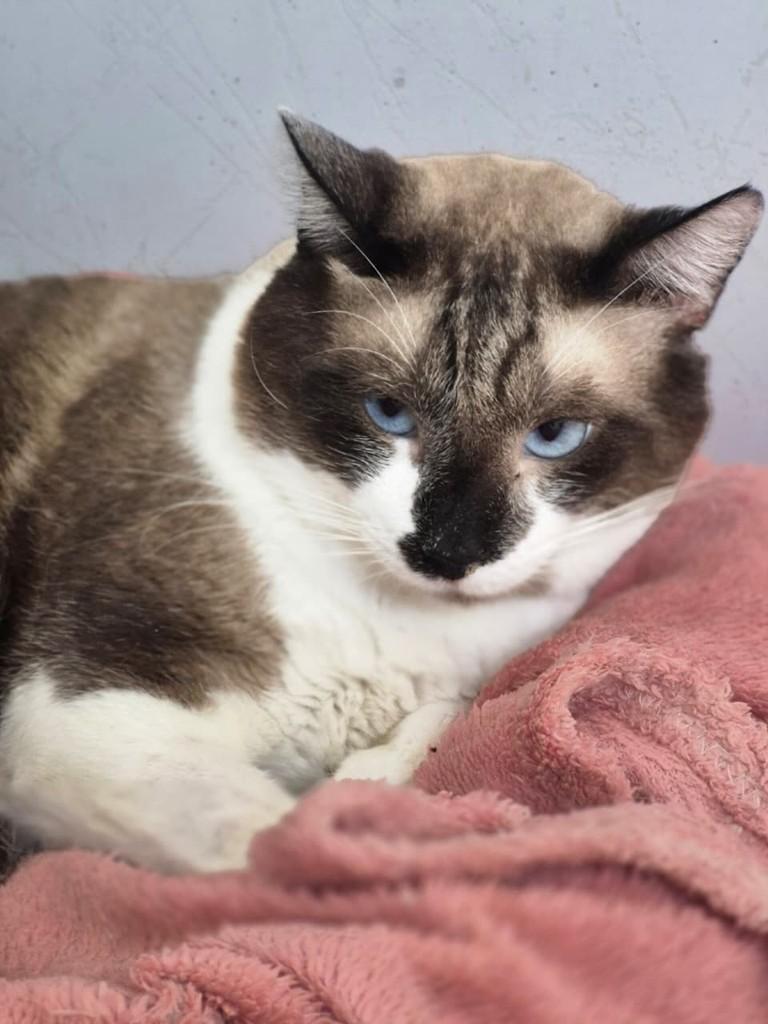 Cássio, gato de porte pequeno para adoção em Vitória - ES