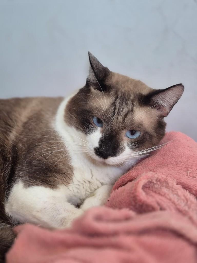 Cássio, gato de porte pequeno para adoção em Vitória - ES — foto 2 de 5