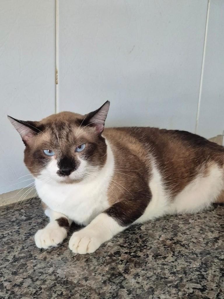 Cássio, gato de porte pequeno para adoção em Vitória - ES — foto 3 de 5