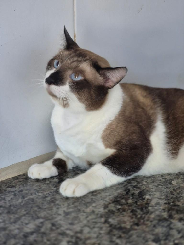 Cássio, gato de porte pequeno para adoção em Vitória - ES — foto 4 de 5