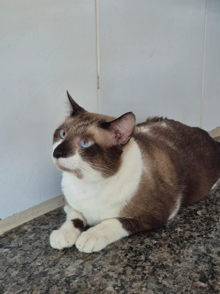Cássio, gato de porte pequeno para adoção em Vitória - ES — foto 5 de 5