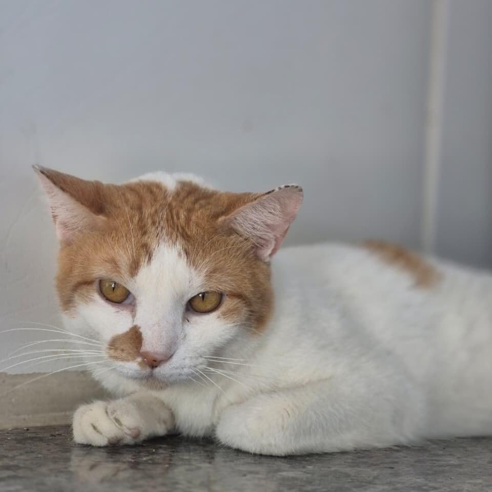 Augusto, gato de porte pequeno para adoção em Vitória - ES