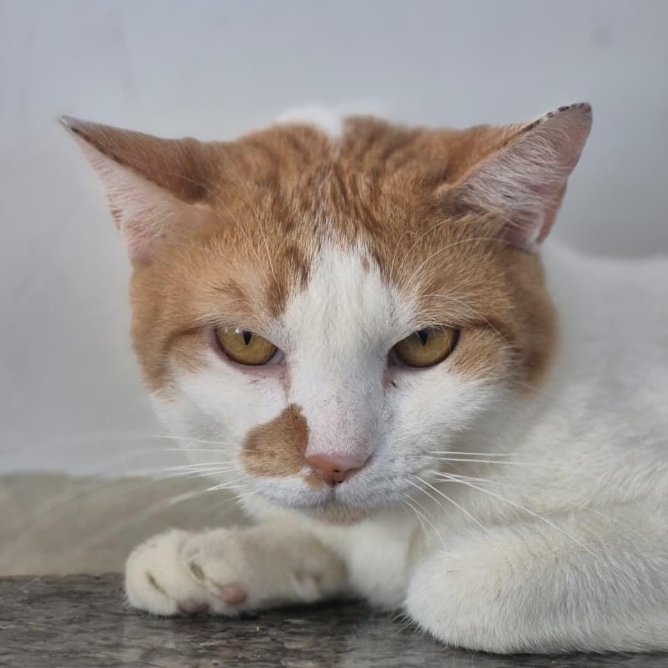 Augusto, gato de porte pequeno para adoção em Vitória - ES — foto 2 de 3