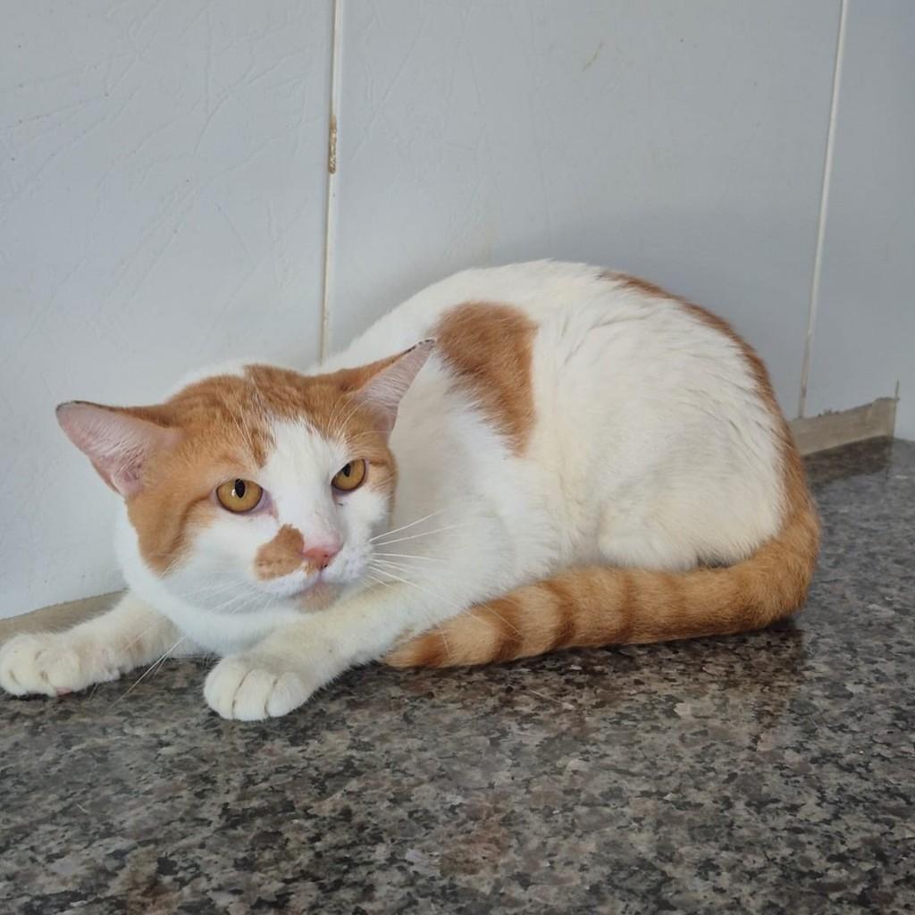 Augusto, gato de porte pequeno para adoção em Vitória - ES — foto 3 de 3