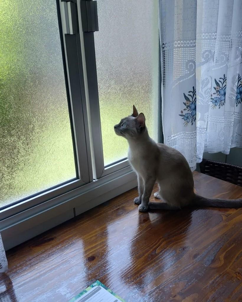 Mia, gata de porte pequeno para adoção em Vitória - ES — foto 2 de 2