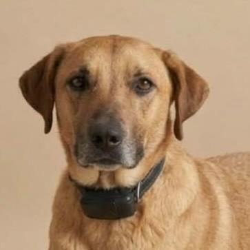 Kadu, cachorro de porte médio para adoção em Vitória - ES
