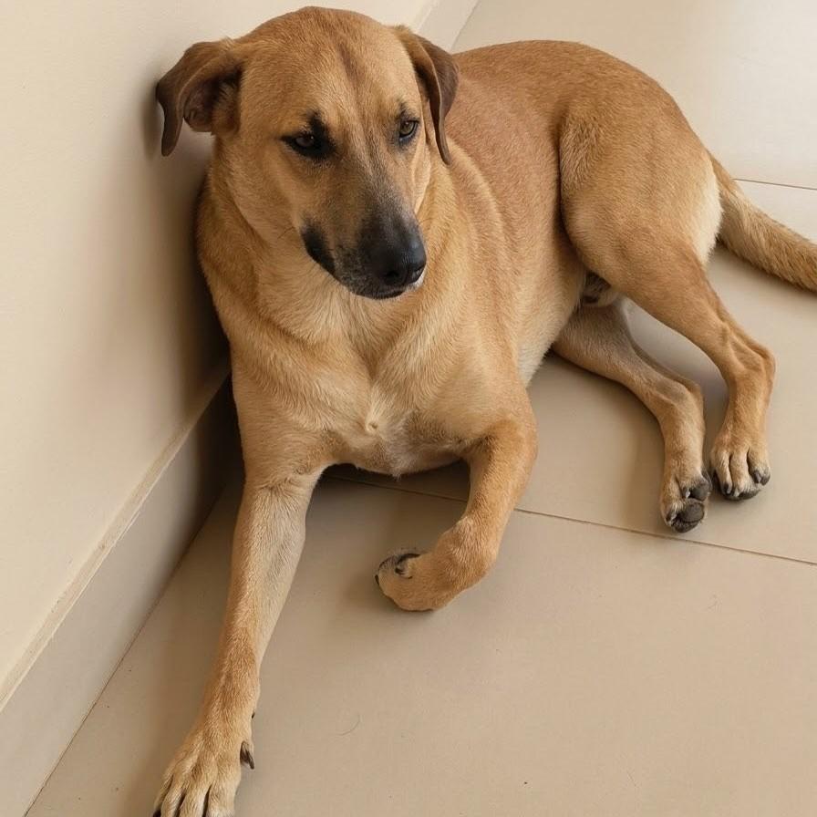 Kadu, cachorro de porte médio para adoção em Vitória - ES — foto 2 de 3