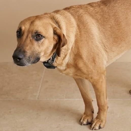 Kadu, cachorro de porte médio para adoção em Vitória - ES — foto 3 de 3
