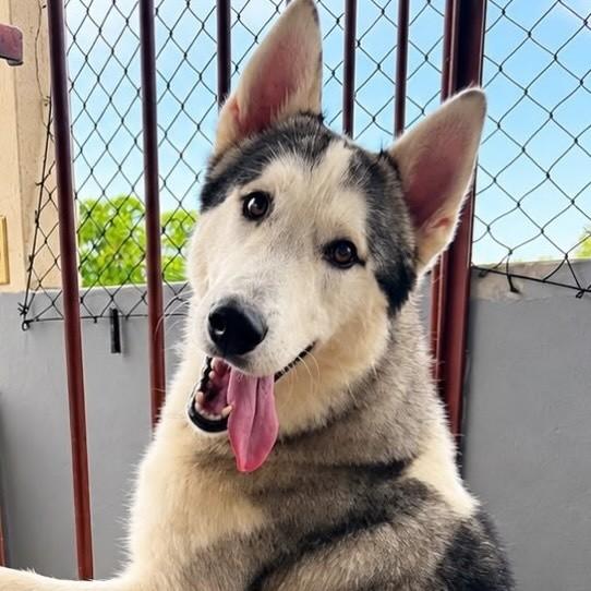 Enzo, cachorro de porte grande para adoção em Cariacica - ES