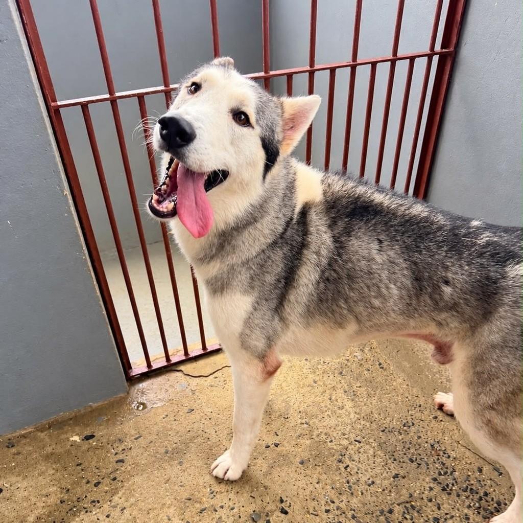 Enzo, cachorro de porte grande para adoção em Cariacica - ES — foto 2 de 5