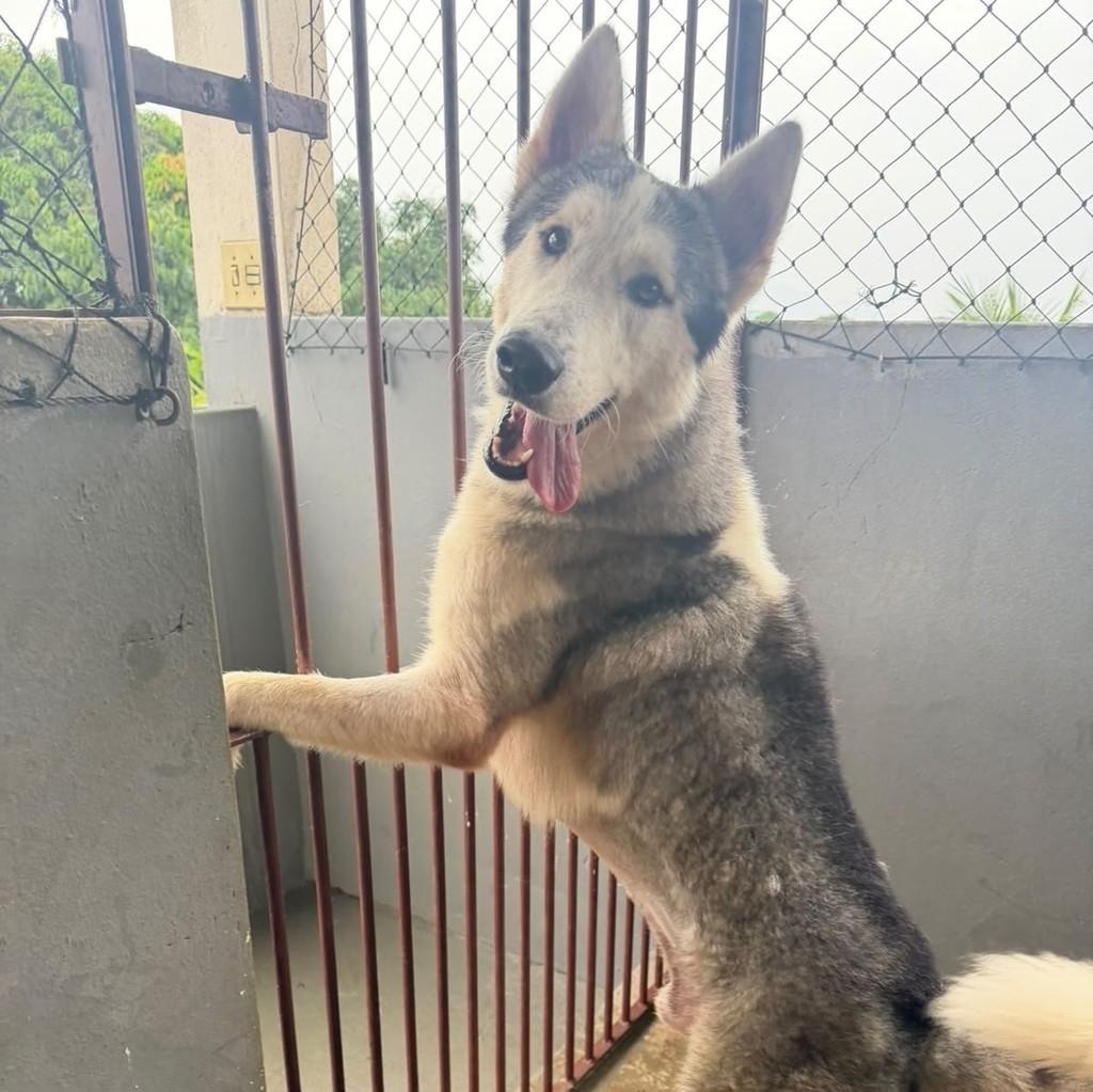 Enzo, cachorro de porte grande para adoção em Cariacica - ES — foto 3 de 5