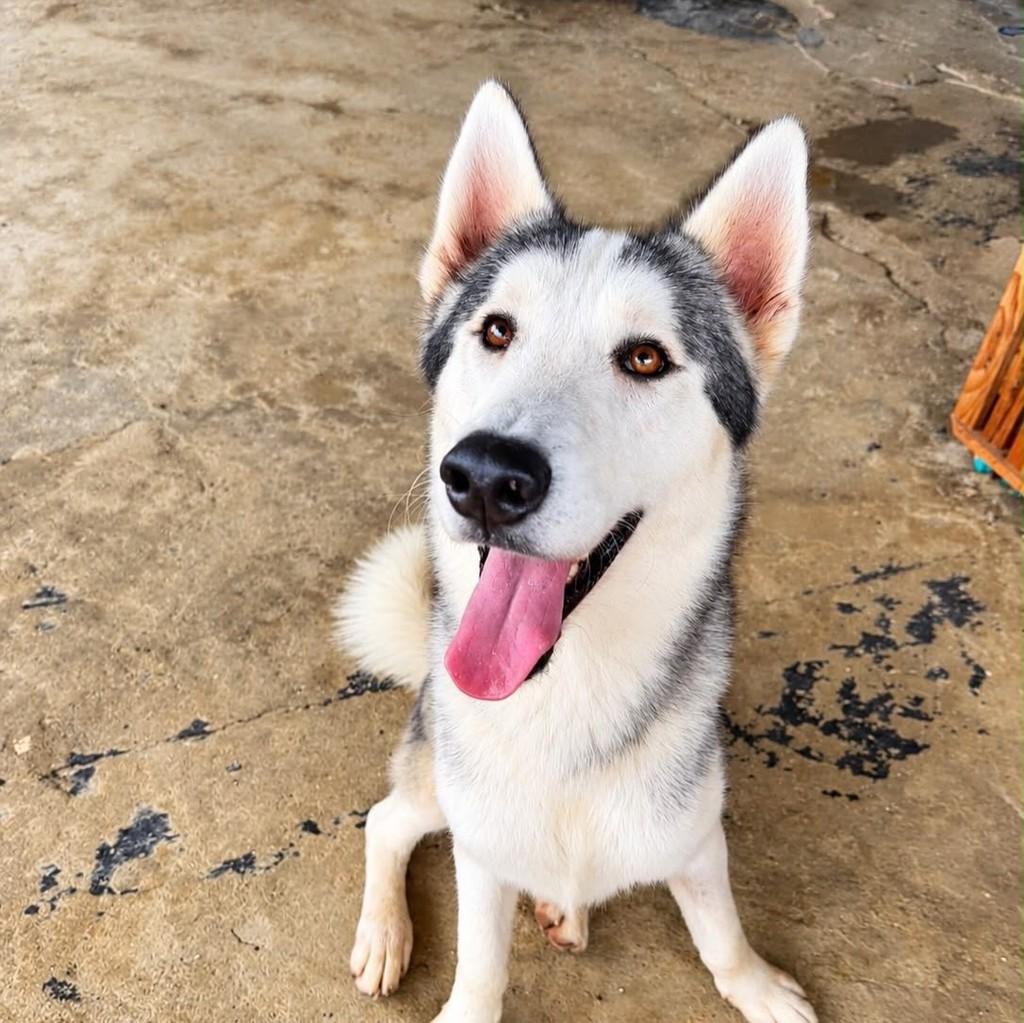 Enzo, cachorro de porte grande para adoção em Cariacica - ES — foto 4 de 5