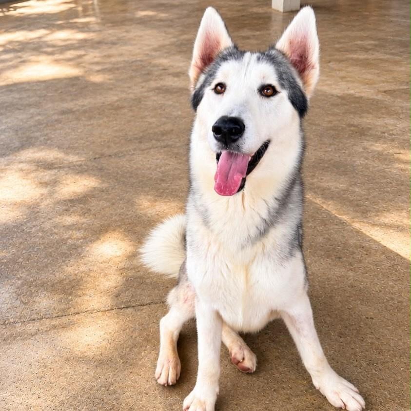 Enzo, cachorro de porte grande para adoção em Cariacica - ES — foto 5 de 5