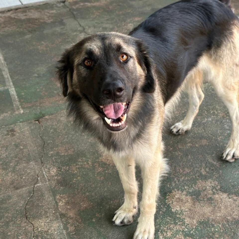 Joãozinho, cachorro de porte grande para adoção em Vitória - ES
