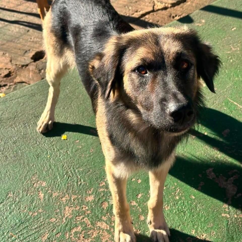Joãozinho, cachorro de porte grande para adoção em Vitória - ES — foto 2 de 3