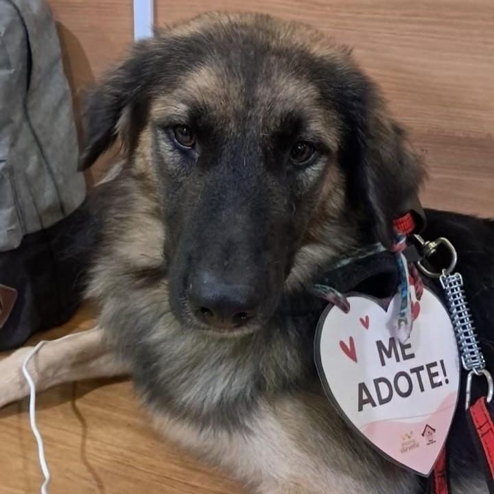 Joãozinho, cachorro de porte grande para adoção em Vitória - ES — foto 3 de 3