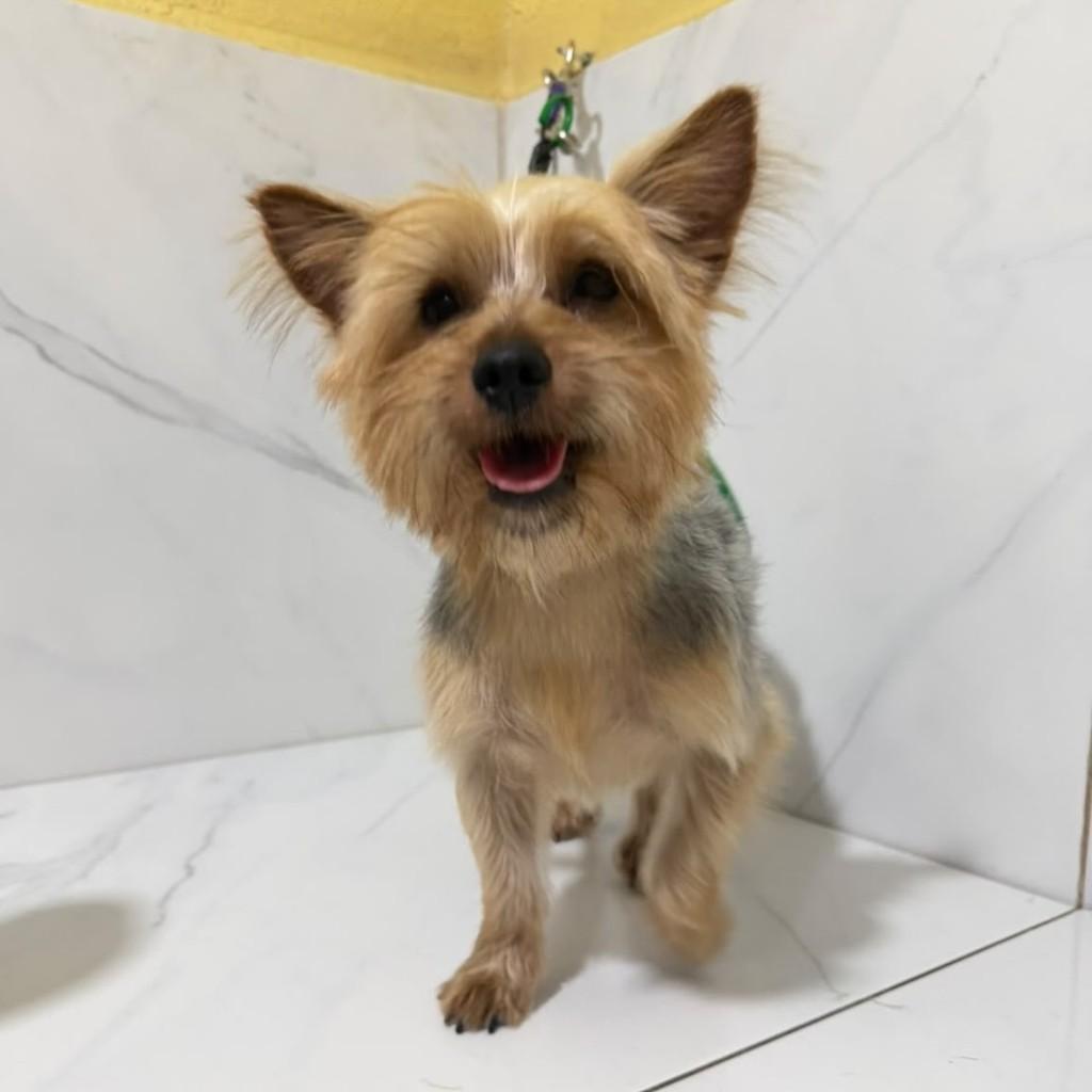 Zoe, cachorro de porte pequeno para adoção em Vitória - ES
