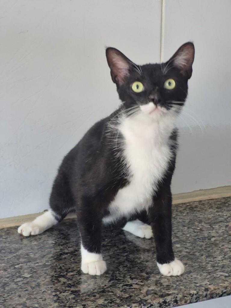 Bigu, gato de porte pequeno para adoção em Vitória - ES