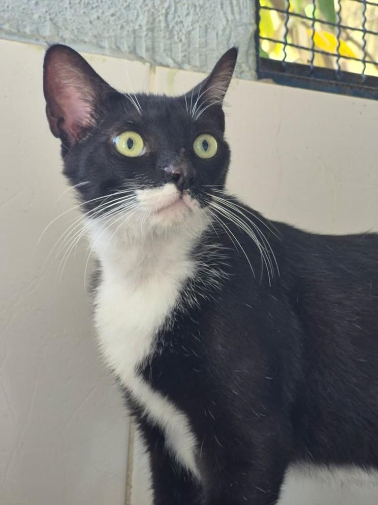 Bigu, gato de porte pequeno para adoção em Vitória - ES — foto 2 de 5