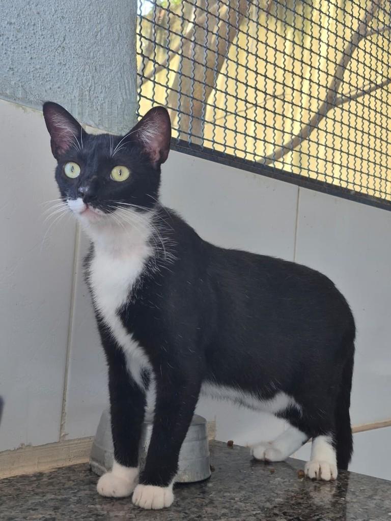 Bigu, gato de porte pequeno para adoção em Vitória - ES — foto 4 de 5