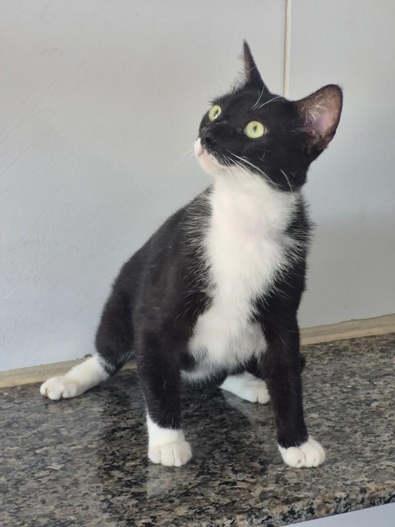 Bigu, gato de porte pequeno para adoção em Vitória - ES — foto 5 de 5