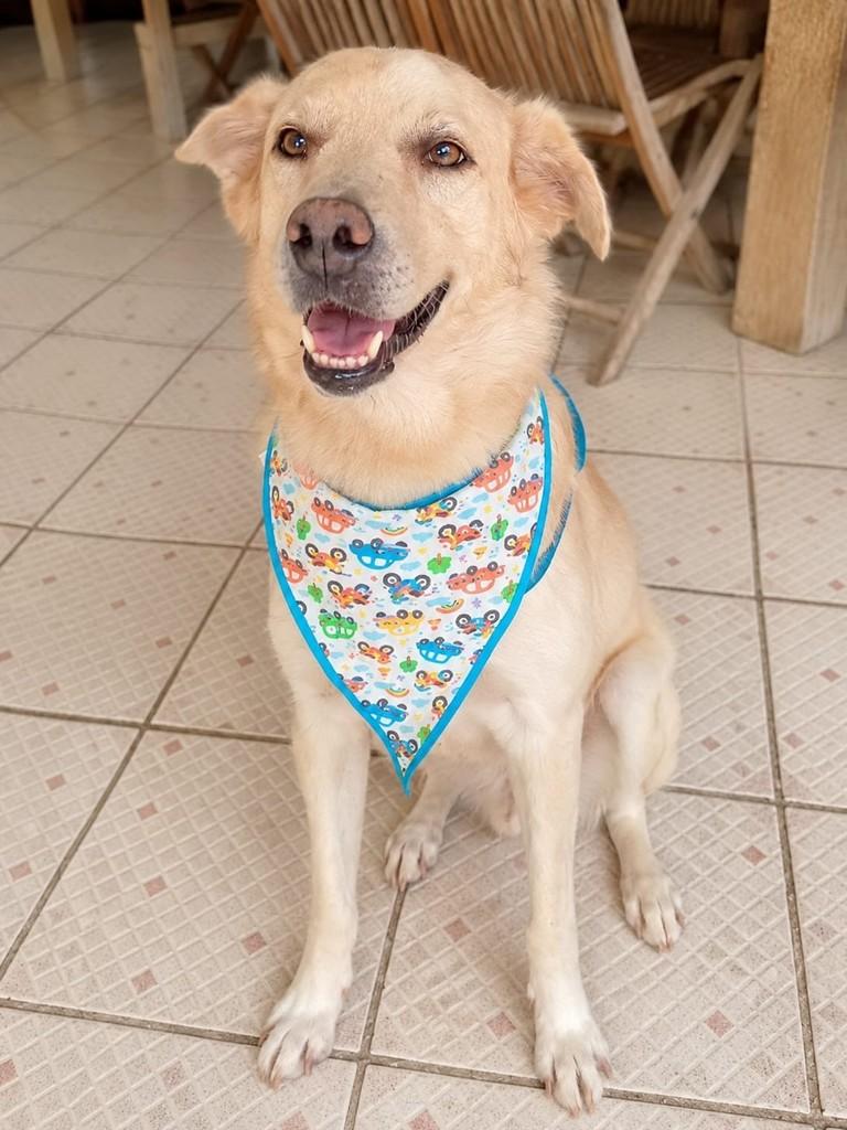 Bob, cachorro de porte médio para adoção em Vitória - ES