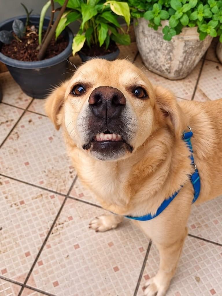 Bob, cachorro de porte médio para adoção em Vitória - ES — foto 2 de 5