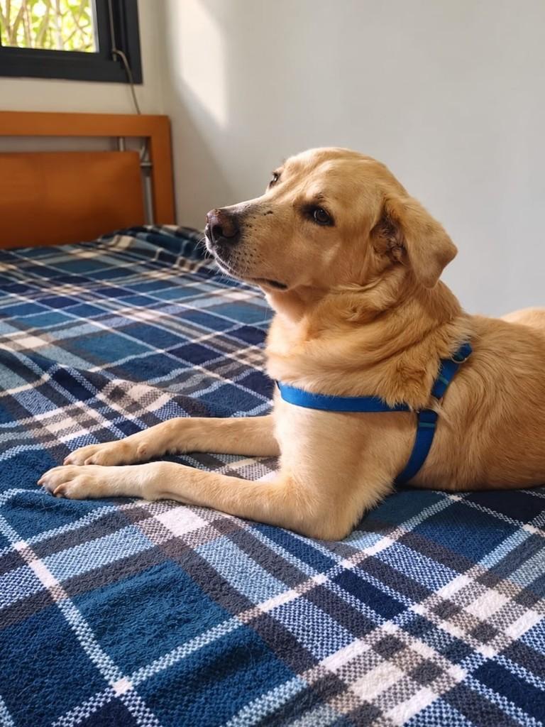 Bob, cachorro de porte médio para adoção em Vitória - ES — foto 3 de 5