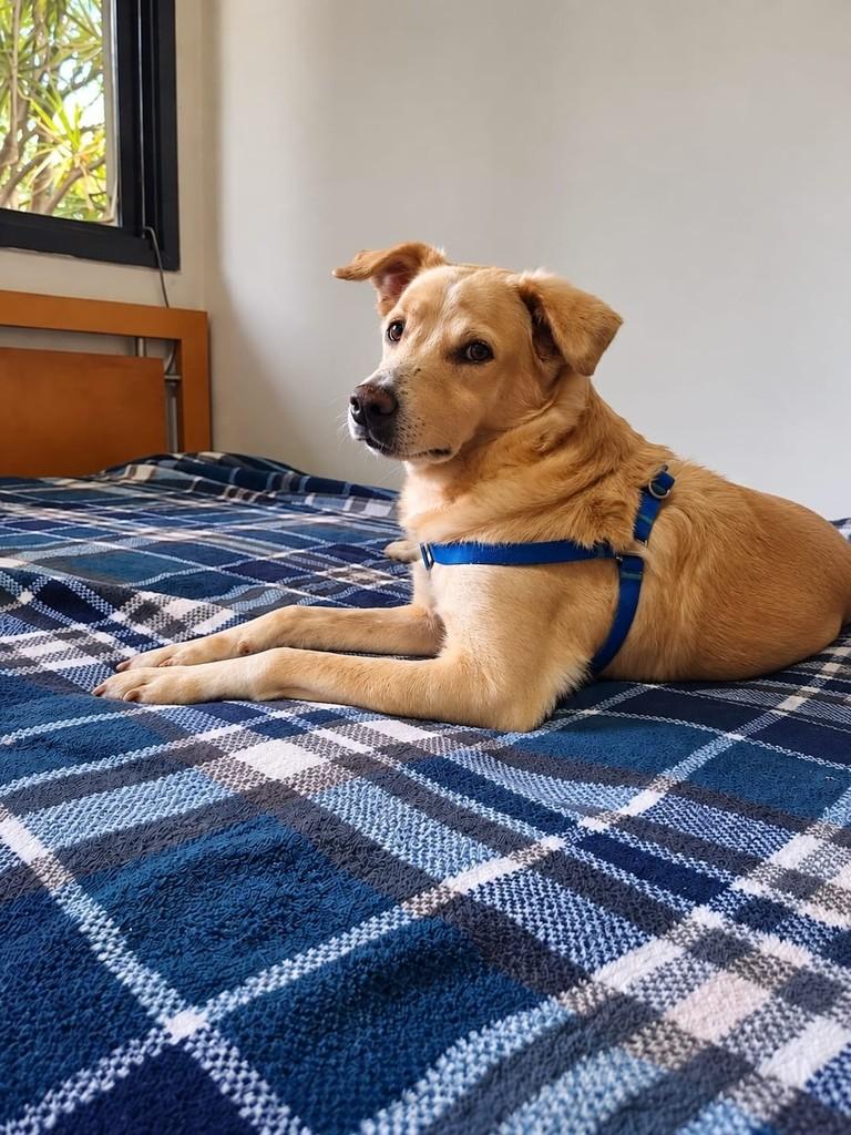 Bob, cachorro de porte médio para adoção em Vitória - ES — foto 4 de 5