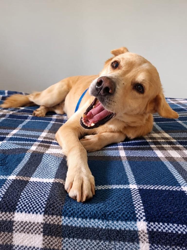 Bob, cachorro de porte médio para adoção em Vitória - ES — foto 5 de 5
