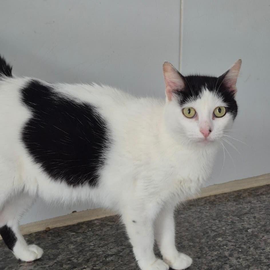 Princesa, gata de porte pequeno para adoção em Vitória - ES