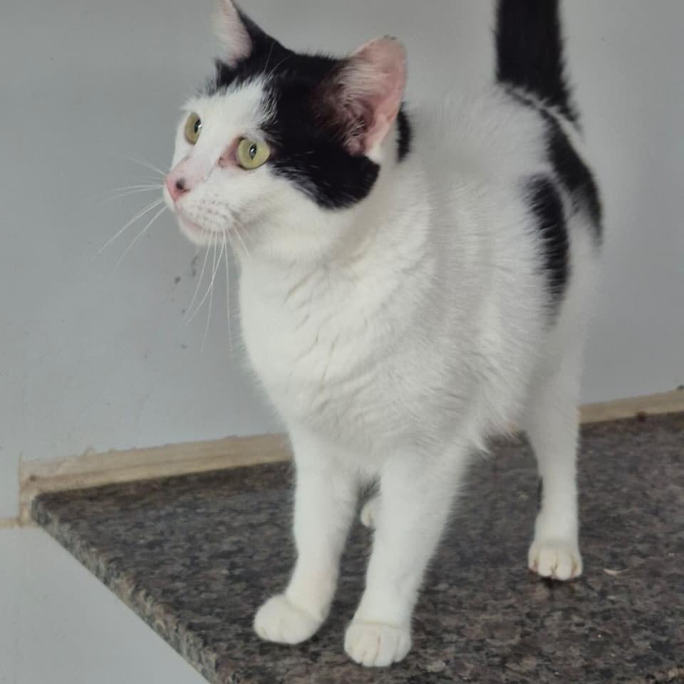 Princesa, gata de porte pequeno para adoção em Vitória - ES — foto 2 de 3