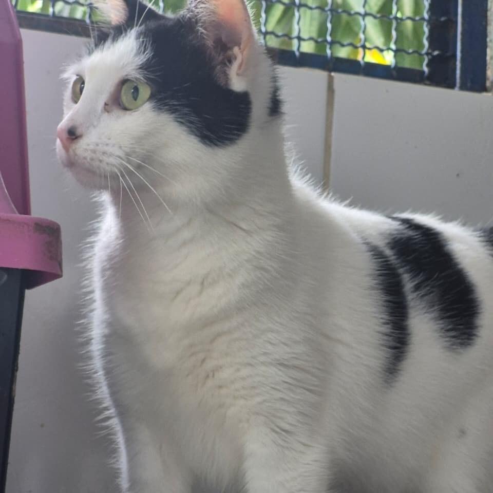 Princesa, gata de porte pequeno para adoção em Vitória - ES — foto 3 de 3