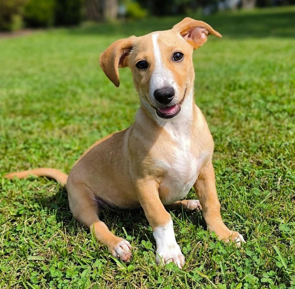 Bentinho, cachorro de porte pequeno para adoção em Vitória - ES