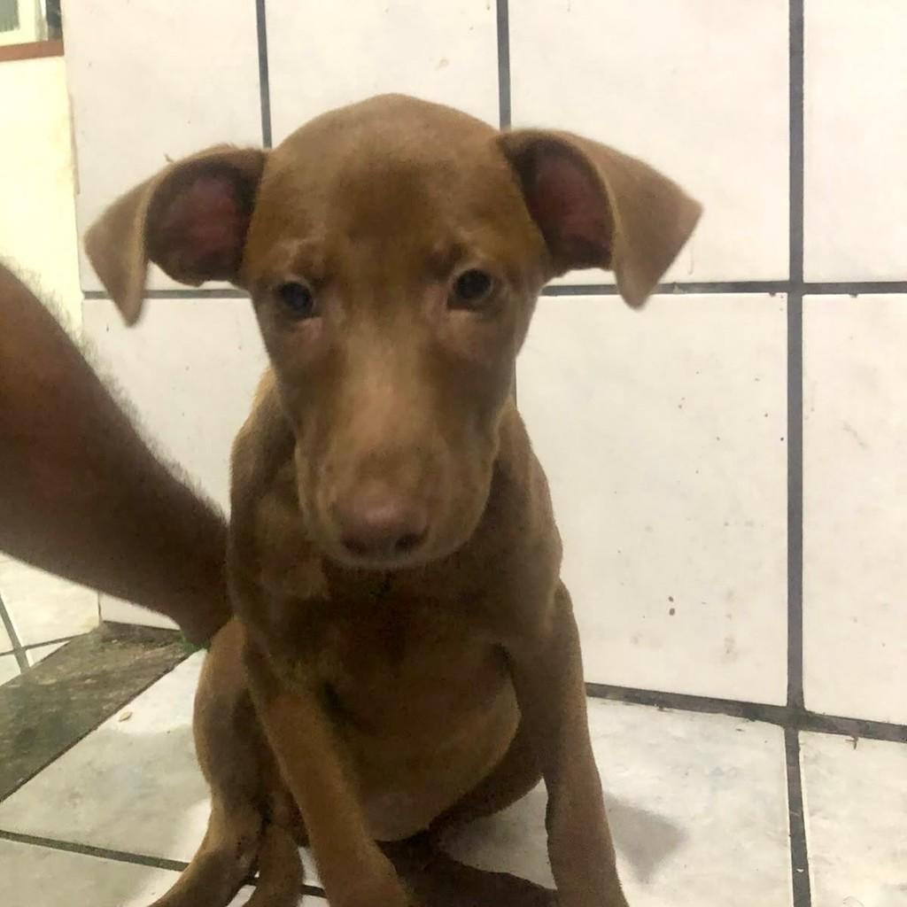 Wanda, cadela de porte médio para adoção em Vitória - ES