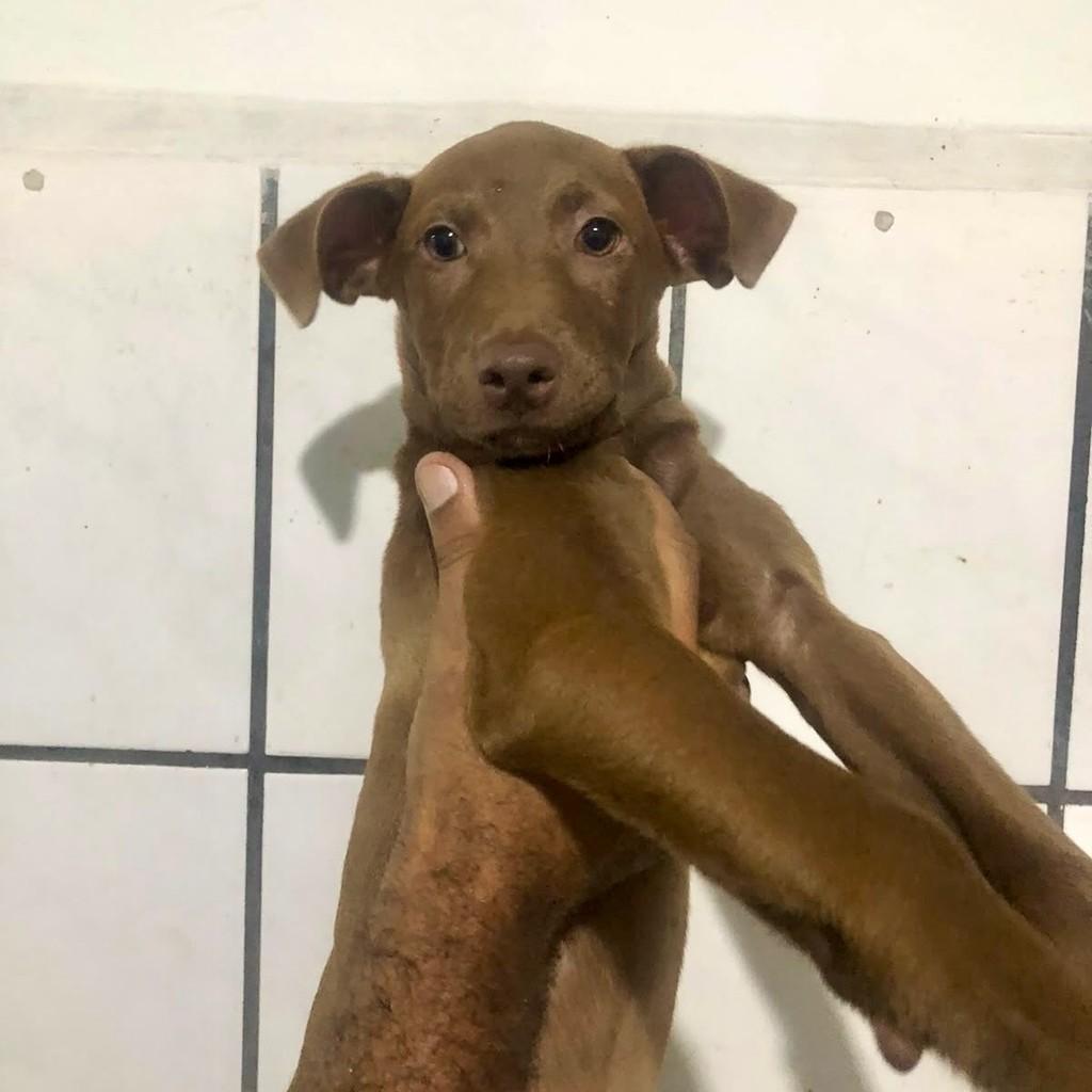 Wanda, cadela de porte médio para adoção em Vitória - ES — foto 2 de 2