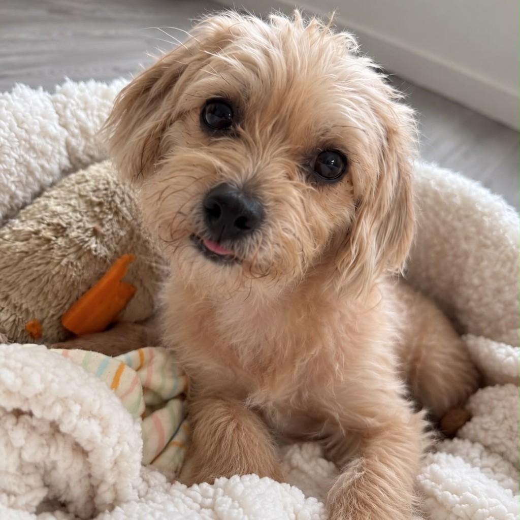 Barthô, cachorro de porte pequeno para adoção em Vitória - ES