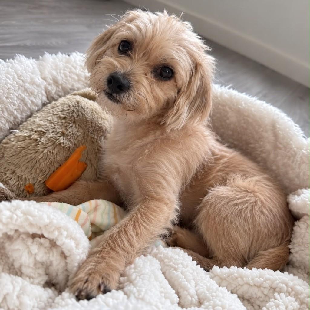Barthô, cachorro de porte pequeno para adoção em Vitória - ES — foto 2 de 3