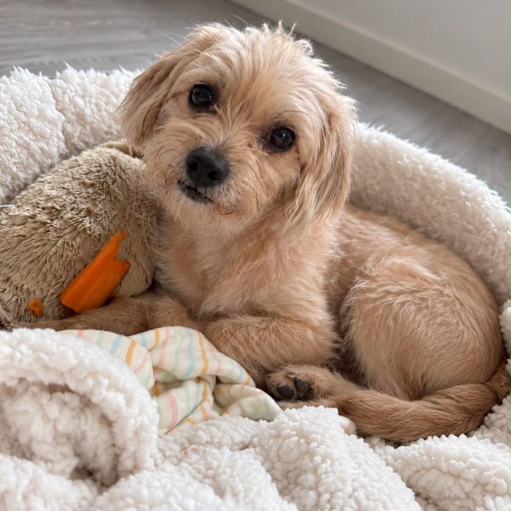Barthô, cachorro de porte pequeno para adoção em Vitória - ES — foto 3 de 3