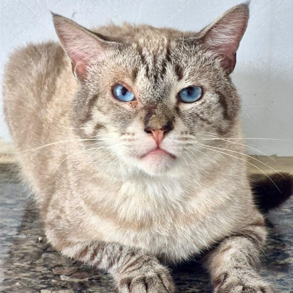 Robert, gato de porte pequeno para adoção em Vitória - ES