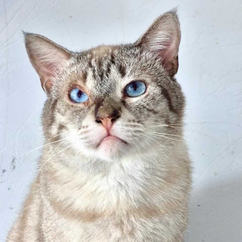 Robert, gato de porte pequeno para adoção em Vitória - ES — foto 2 de 4
