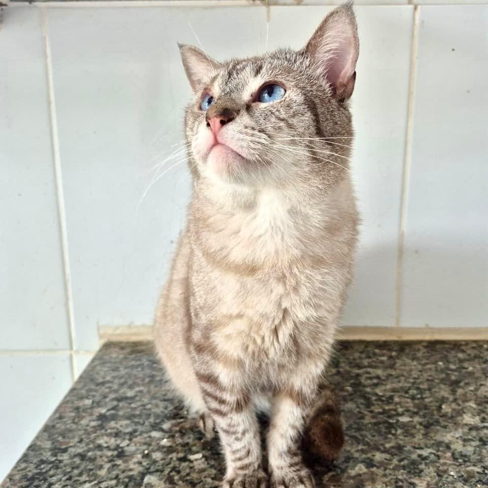 Robert, gato de porte pequeno para adoção em Vitória - ES — foto 3 de 4