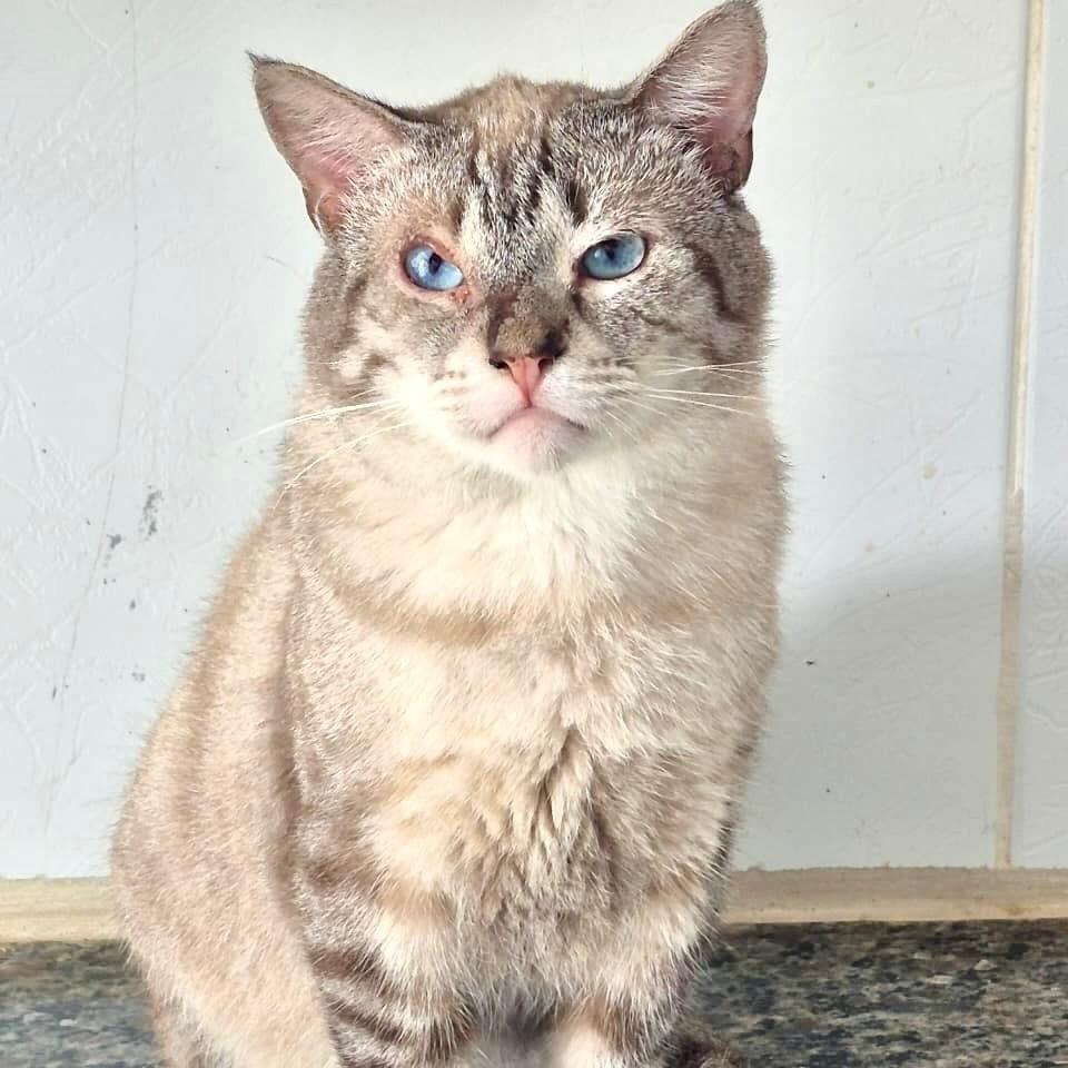 Robert, gato de porte pequeno para adoção em Vitória - ES — foto 4 de 4