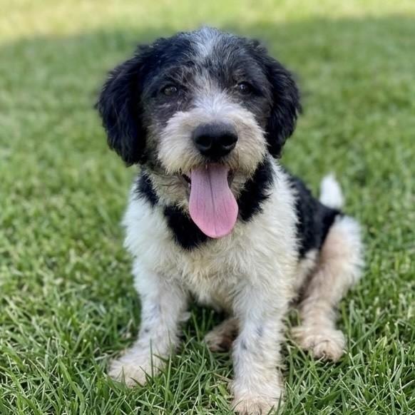 Guerreiro, cachorro de porte pequeno para adoção em Vitória - ES