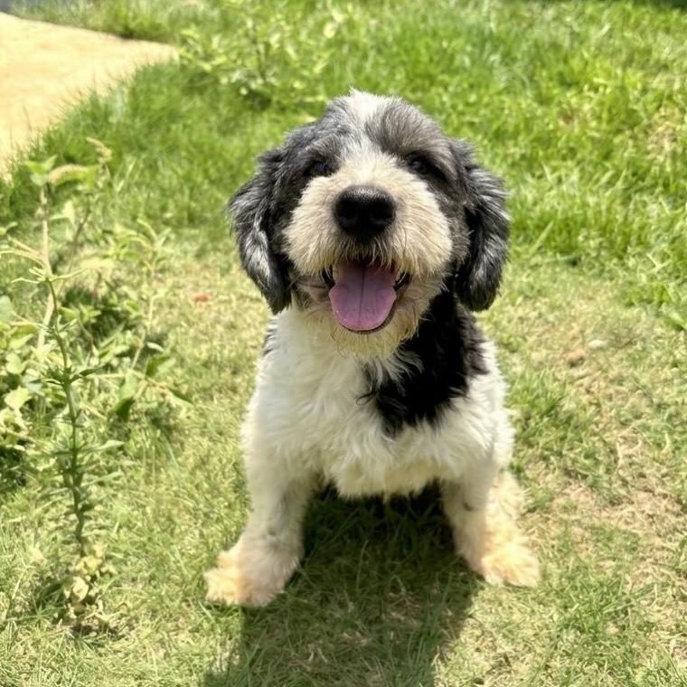 Guerreiro, cachorro de porte pequeno para adoção em Vitória - ES — foto 2 de 3