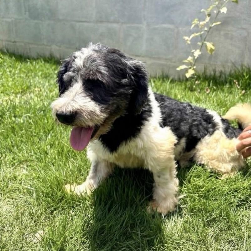 Guerreiro, cachorro de porte pequeno para adoção em Vitória - ES — foto 3 de 3