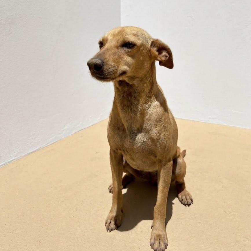 Carapina, cadela de porte pequeno para adoção em Vitória - ES