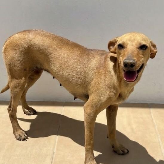 Carapina, cadela de porte pequeno para adoção em Vitória - ES — foto 2 de 2